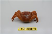 藏品(白紋方蟹)的圖片